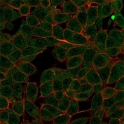 Immunofluorescent staining of PFA-fixed human HeLa cells using MED7 antibody (green, clone PCRP-MED7-1B8) and phalloidin (red).