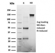 SDS-PAGE analysis of purified, BSA-free MED7 antibody (clone PCRP-MED7-1B8) as confirmation of integrity and purity.
