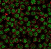 Immunofluorescent staining of human K562 cells using QKI antibody (green, clone PCRP-QKI-2F10) and phalloidin (red).