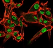Immunofluorescent staining of PFA-fixed human U-87 MG cells using QKI antibody (green, clone PCRP-QKI-2F10) and phalloidin (red). Staining is localized to the nucleoplasm.