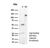SDS-PAGE analysis of purified, BSA-free CD4 antibody (clone CD4/7144) as confirmation of integrity and purity.