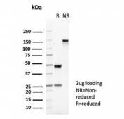 SDS-PAGE analysis of purified, BSA-free CD35 antibody (clone CR1/6377) as confirmation of integrity and purity.