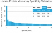 Analysis of HuProt(TM) microarray containing more than 19,000 full-length human proteins using recombinant Prostein antibody (clone SLC45A3/7176R). These results demonstrate the foremost specificity of the SLC45A3/7176R mAb. Z- and S- score: The Z-score represents the strength of a signal that an antibody (in combination with a fluorescently-tagged anti-IgG secondary Ab) produces when binding to a particular protein on the HuProt(TM) array. Z-scores are described in units of standard deviations (SD's) above the mean value of all signals generated on that array. If the targets on the HuProt(TM) are arranged in descending order of the Z-score, the S-score is the difference (also in units of SD's) between the Z-scores. The S-score therefore represents the relative target specificity of an Ab to its intended target.