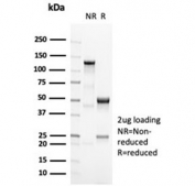 SDS-PAGE analysis of purified, BSA-free recombinant POU2F2 antibody (clone OCT2/7073R) as confirmation of integrity and purity.