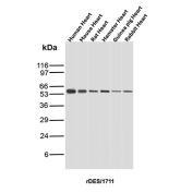 Desmin Antibody Multi-Species Heart WB. Western blot analysis of heart tissue lysates from human, mouse, rat, hamster, guinea pig, and rabbit using Desmin Antibody (clone rDES/1711) detects a band at approximately 53 kDa across all species, consistent with the expected molecular weight of Desmin. The conserved banding pattern supports reliable cross-species detection of this muscle-specific intermediate filament protein, aligning with its role as a structural marker of muscle cells and tissue integrity.