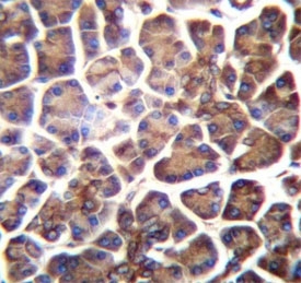 GNAS antibody immunohistochemistry analysis in formalin fixed and paraffin embedded human pancreas tissue.