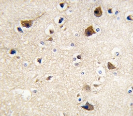 IHC analysis of FFPE human brain tissue stained with Calmodulin antibody