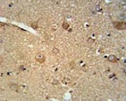 C7orf28A antibody immunohistochemistry analysis in formalin fixed and paraffin embedded human brain tissue.