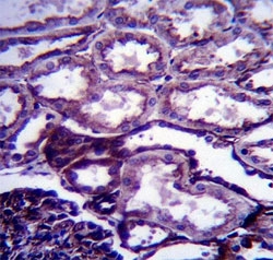 IGF1 antibody immunohistochemistry analysis in formalin fixed and paraffin embedded human kidney tissue.