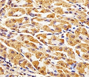 Immunohistochemical analysis of paraffin-embedded human stomach section using GAPDH antibody