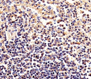 Immunohistochemical analysis of paraffin-embedded human spleen using beta-Actin antibody at 1:25 dilution.