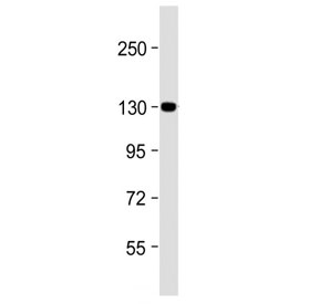 ITGA6 Antibody. Western blot testing of human HepG2 cell lysate with ITGA6 antibody. Predicted molecular weight ~127 kDa.