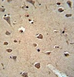 ALDH2 antibody immunohistochemistry analysis in formalin fixed and paraffin embedded human brain tissue.
