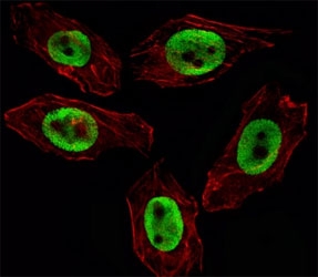 EZH2 Antibody U251 Cell IF. Fluorescent image of U251 cell stained with EZH2 antibody (green). Immunoreactivity is localized to the nucleus.