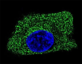 Confocal immunofluorescent analysis of LAMP2 antibody with HepG2 cells followed by Alexa Fluor 488-conjugated goat anti-mouse lgG (green). DAPI was used as a nuclear counterstain (blue).