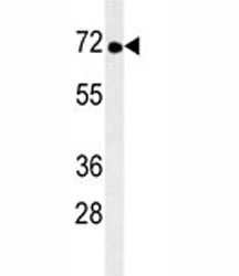 TNK1 antibody western blot analysis in mouse brain tissue lysate.