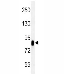 CD44 Antibody Human Cell Line WB. Western blot analysis of CD44 / CD44 antigen expression in human HeLa cell lysate using mouse monoclonal antibody clone Hermes-3. A band is detected at approximately 80-95 kDa, consistent with the predicted molecular weight of CD44 (CD44 / CD44 antigen). CD44 is a glycosylated transmembrane protein, and the observed band reflects the core protein with potential variation in apparent molecular weight due to glycosylation of the extracellular domain. The detected signal supports CD44 expression in HeLa cells and is consistent with its role as a cell surface adhesion molecule.