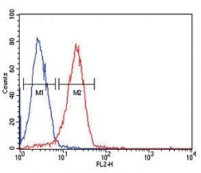 CD44 Antibody HeLa Cell FACS. Flow cytometry analysis of CD44 / CD44 antigen expression in human HeLa cells using mouse monoclonal antibody clone Hermes-3. The right-shifted histogram (red) demonstrates increased fluorescence intensity compared to the negative control population (blue), indicating positive cell surface expression of CD44. The clear separation between populations supports its use for detecting and quantifying CD44-expressing cells and analyzing cell surface marker distribution in cultured human cells.