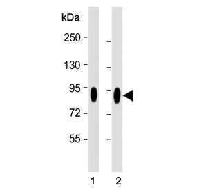 CD44 Antibody HeLa and HUVEC Human Cell Line WB. Western blot analysis of CD44 / CD44 antigen expression in human cell lysates using mouse monoclonal antibody clone Hermes-3. Lane 1: HeLa cell lysate, Lane 2: HUVEC cell lysate. A band is detected at approximately 80-95 kDa, consistent with the predicted molecular weight of CD44 (CD44 / CD44 antigen). CD44 is a glycosylated transmembrane protein, and the observed band reflects the core protein with potential variation in apparent molecular weight due to glycosylation of the extracellular domain. The detected signal supports CD44 expression in both epithelial-derived and endothelial cell types, consistent with its role as a broadly expressed cell surface adhesion molecule.