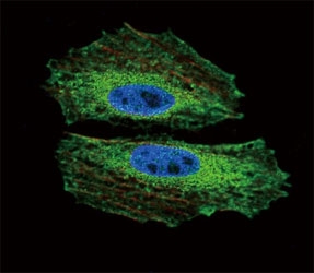 BMI1 Antibody CM. Confocal immunofluorescent analysis of BMI1 antibody with NCI-H460 cells followed by Alexa Fluor 488-conjugated goat anti-mouse lgG (green). Actin filaments have been labeled with Alexa Fluor 555 Phalloidin (red). DAPI was used as a nuclear counterstain (blue).