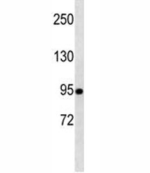 TLE1 Antibody / Notch Signaling Corepressor western blot analysis of human A549 cells. Lane 1: human A549 whole cell lysate. Proteins were separated by SDS-PAGE and transferred to a membrane for immunoblot detection using TLE1 Antibody / Notch Signaling Corepressor (clone 381CT18.5.1). A band is detected at approximately 83 kDa, consistent with the predicted molecular weight of Transducin-Like Enhancer Protein 1 (TLE1). The observed band represents endogenous expression of the Groucho family transcriptional corepressor involved in Notch signaling mediated transcriptional repression pathways.