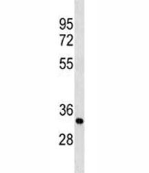PLP antibody western blot analysis in mouse cerebellum tissue lysate