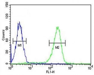CXCR3 antibody flow cytometric analysis of K562 cells (green) compared to a <a href=../search_result.php?search_txt=n1001>negative control</a> (blue). FITC-conjugated goat-anti-rabbit secondary Ab was used for the analysis.