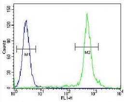 TTF-1 antibody flow cytometric analysis of HeLa cells (green) compared to a negative control< (blue). FITC-conjugated goat-anti-rabbit secondary Ab was used for the analysis.