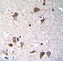 Oct3/4 antibody immunohistochemistry analysis in formalin fixed and paraffin embedded human brain tissue.