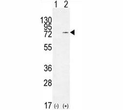 Western blot analysis of Nucleolin antibody and 293 cell lysate (2 ug/lane) either nontransfected (Lane 1) or transiently transfected (2) with the NCL gene.