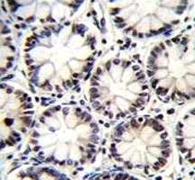 Oct1 antibody immunohistochemistry analysis in formalin fixed and paraffin embedded human rectum tissue.