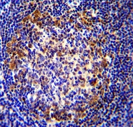 PAX5 antibody immunohistochemistry analysis in formalin fixed and paraffin embedded human tonsil tissue
