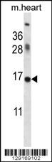 ID1 antibody western blot analysis in mouse heart tissue lysate