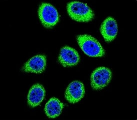 GCLC Antibody IF. Confocal immunofluorescent analysis of GCLC antibody with U-251MG cells followed by Alexa Fluor 488-conjugated goat anti-rabbit lgG (green). DAPI was used as a nuclear counterstain (blue).