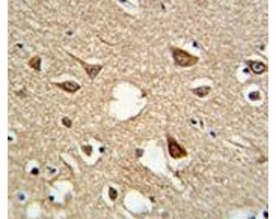 IHC analysis of FFPE human brain tissue stained with SUMO1 antibody