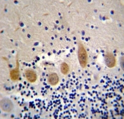 MST1 antibody immunohistochemistry analysis in formalin fixed and paraffin embedded human cerebellum tissue.