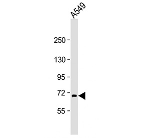 Western blot analysis of human A549 cell lysate using RNF43 antibody. A specific band is detected at approximately 70-75 kDa, consistent with endogenous RNF43. Differences in apparent molecular weight relative to other cell types likely reflect cell-dependent post-translational modification of RNF43.
