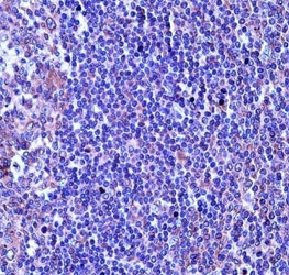 TUBA4A antibody immunohistochemistry analysis in formalin fixed and paraffin embedded human tonsil tissue.