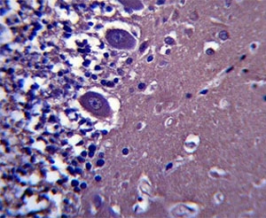ABHD4 antibody immunohistochemistry analysis in formalin fixed and paraffin embedded human cerebellum tissue.