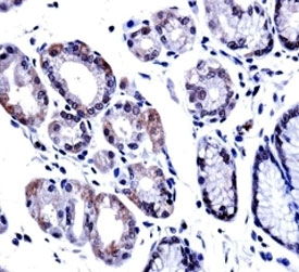G3BP1 antibody immunohistochemistry analysis in formalin fixed and paraffin embedded human stomach tissue.