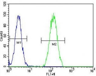 BMP2 antibody flow cytometric analysis of HeLa cells (green) compared to a negative control (blue). FITC-conjugated goat-anti-rabbit secondary Ab was used for the analysis.