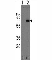 Western blot analysis of AFP antibody and 293 cell lysate either nontransfected (Lane 1) or transiently transfected with the AFP gene (2). Predicted molecular weight: ~70kDa.