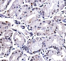 FOXP4 antibody immunohistochemistry analysis in formalin fixed and paraffin embedded human stomach tissue.