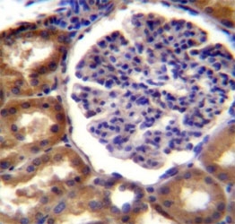 Alkaline Phosphatase antibody immunohistochemistry analysis in formalin fixed and paraffin embedded human kidney tissue.