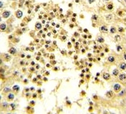 IHC analysis of FFPE human testis tissue stained with LIN28B antibody