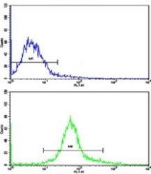 Flow cytometric analysis of HeLa cells using NANOG antibody (bottom histogram) compared to a negative control (top histogram). FITC-conjugated goat-anti-rabbit secondary Ab was used for the analysis.