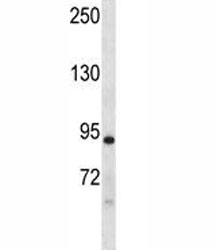 Dclk1 antibody western blot analysis in mouse liver tissue lysate. Predicted molecular weight: 84/41 kDa.