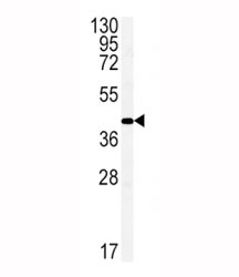 Western blot analysis of Connexin 43 antibody and mouse brain tissue lysate. Predicted molecular weight: 43 kDa