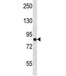 MCM7 antibody western blot analysis in Jurkat lysate.