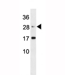 Erythropoietin Antibody Mouse L929 WB. Erythropoietin antibody western blot analysis in mouse L929 lysate.